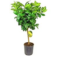 Los mejores  - Limón 4 estaciones 120cm de altura maceta de 22cm limonero citrico